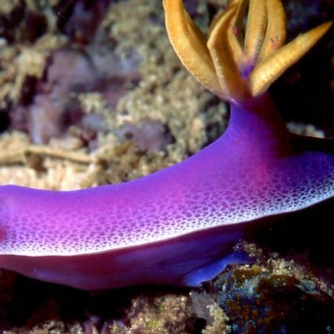 Hypselodoris apolegma - Lila Prachtsternschnecke