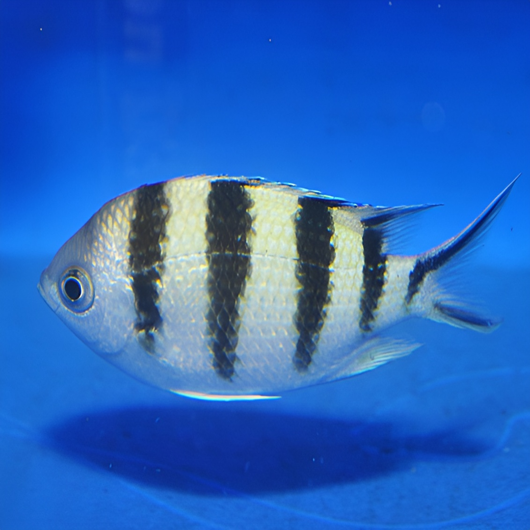 Abudefduf sexfasciatus - Scherenschwanz-Sergeant