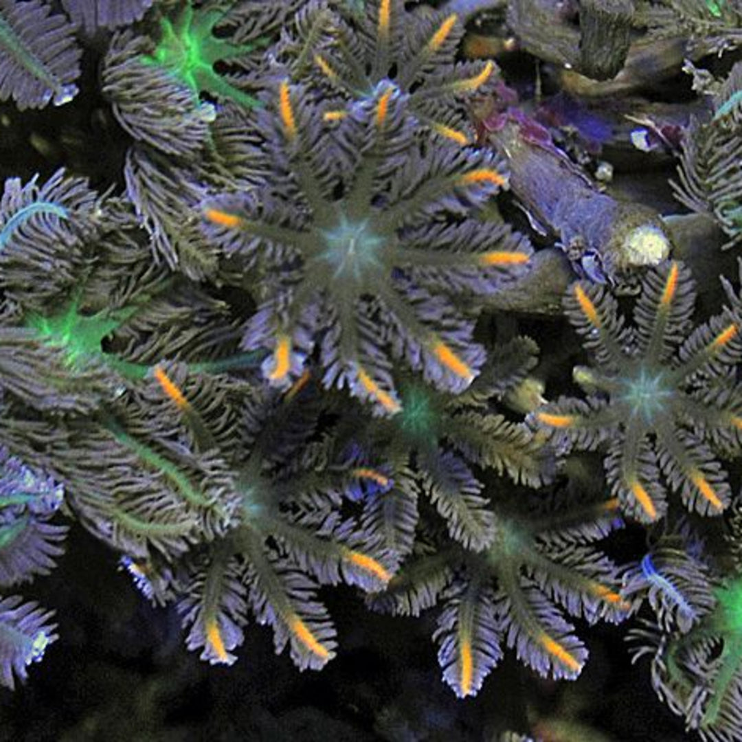 Clavularia Tricolor