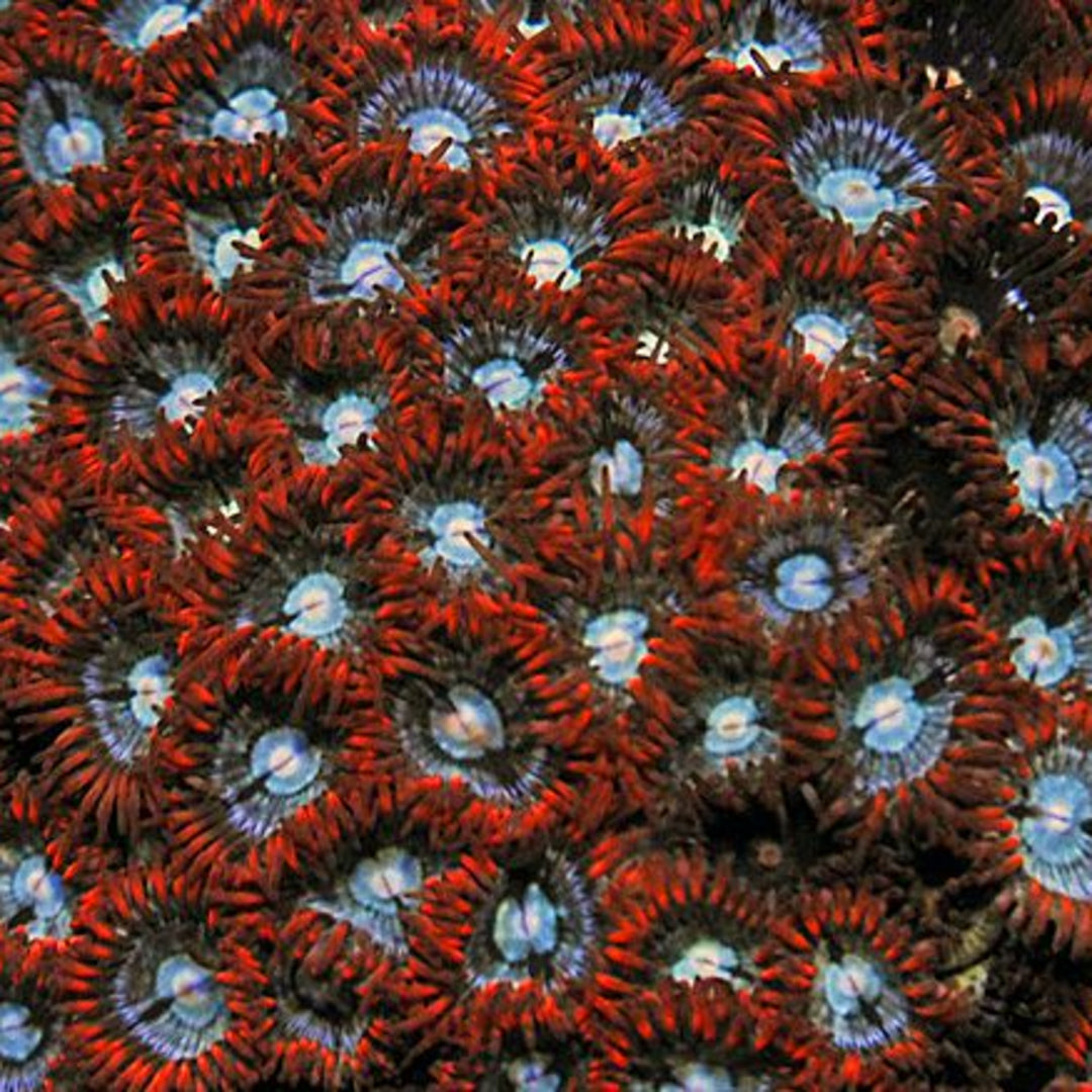 Zoanthus Emerald on Fire
