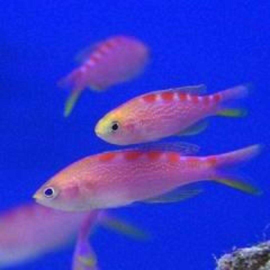 Pyronotanthias flavoguttatus - Rotpunkt Fahnenbarsch