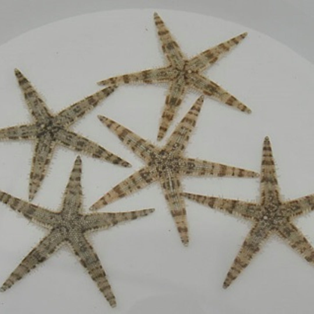 Archaster typicus - Grabender Seestern
