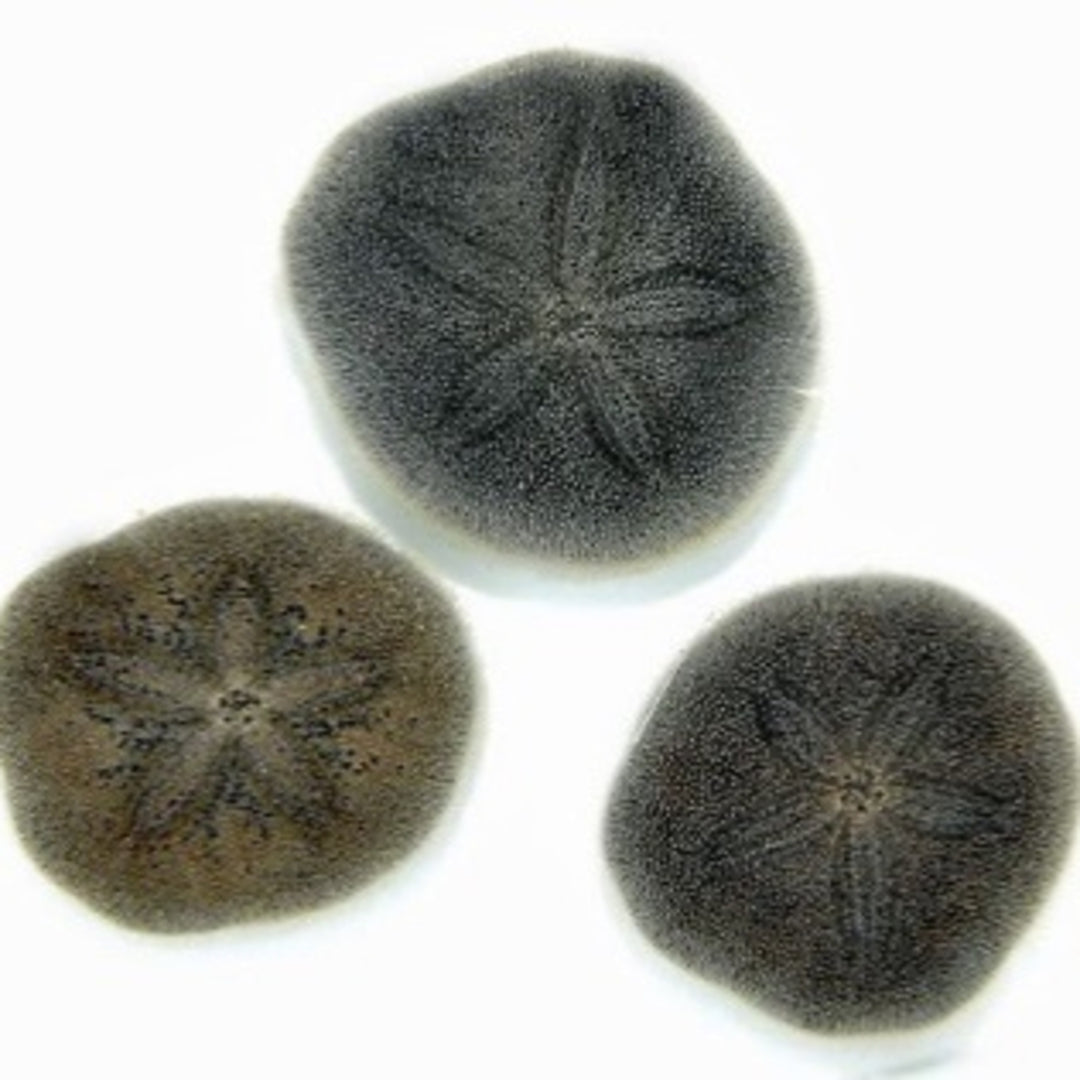 Sand Dollar - Brissus