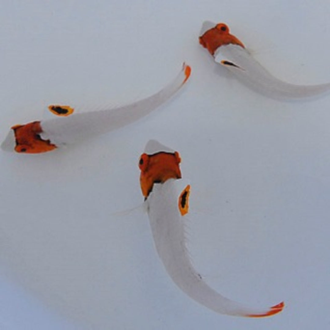 Cetoscarus bicolor - Masken-Papageifisch