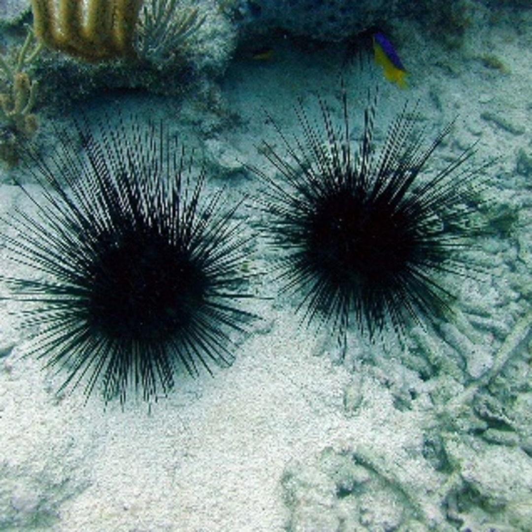 Diadema setosum - Diadem Seeigel