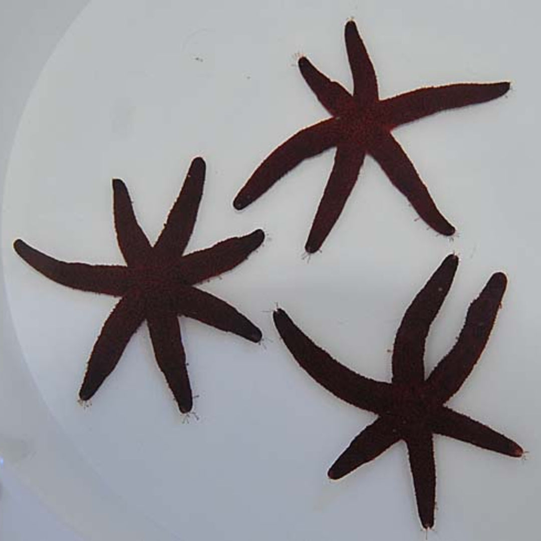 Echinaster luzonicus - Luzon Seestern