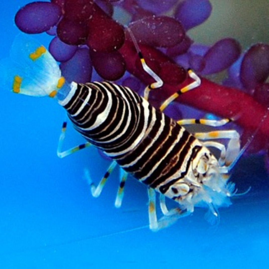 Gnathophyllum americanum - Gestreifte Hummelgarnele
