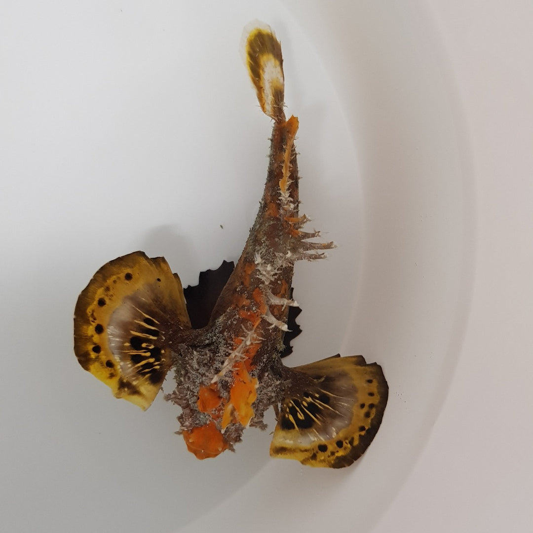 Inimicus didactylus - Steinfisch