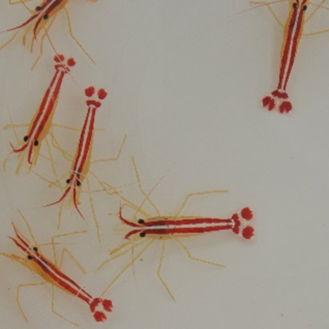 Lysmata amboinensis - Weißband Putzergarnele