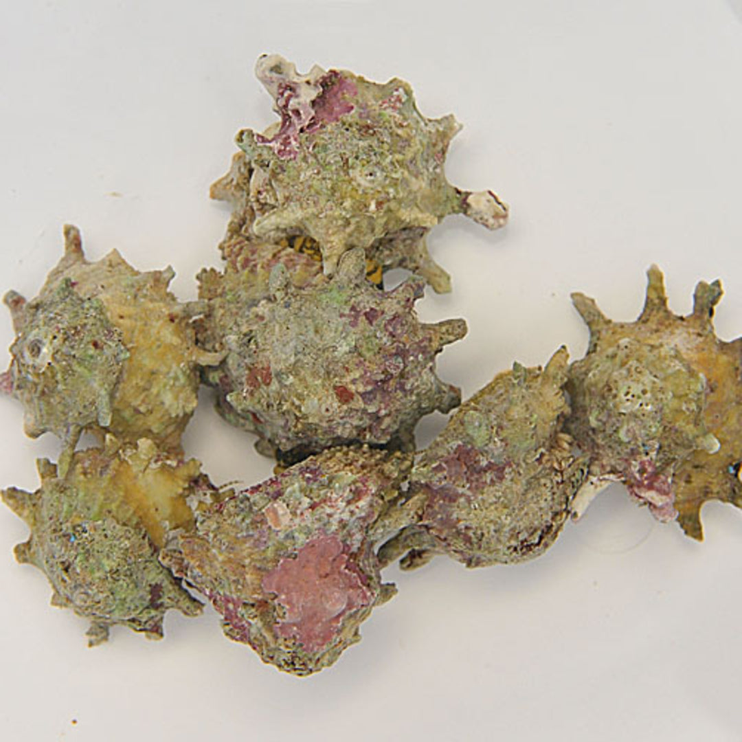 Australium calcar - Sternschnecke