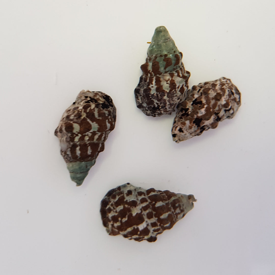 Cerithium caeruleum - Nadelschnecke