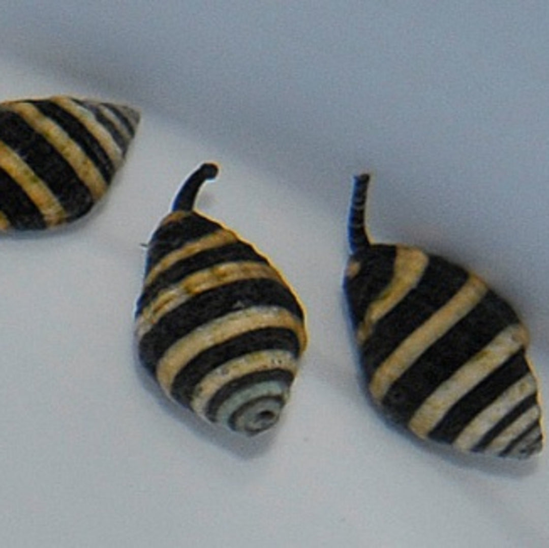 Engina mendicaria - Hummelschnecke