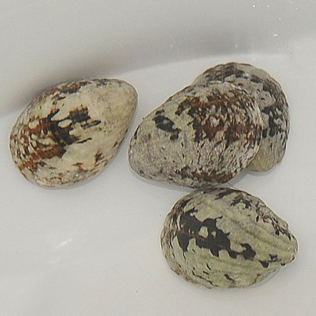 Nerita albicilla - Nixenschnecke