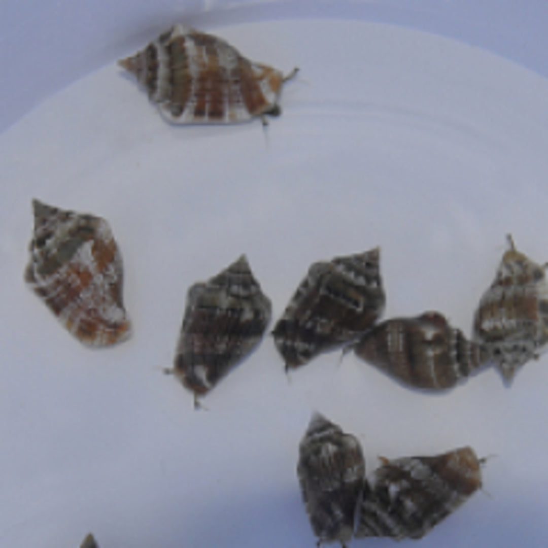 Strombus - Kegelfechter Schnecke