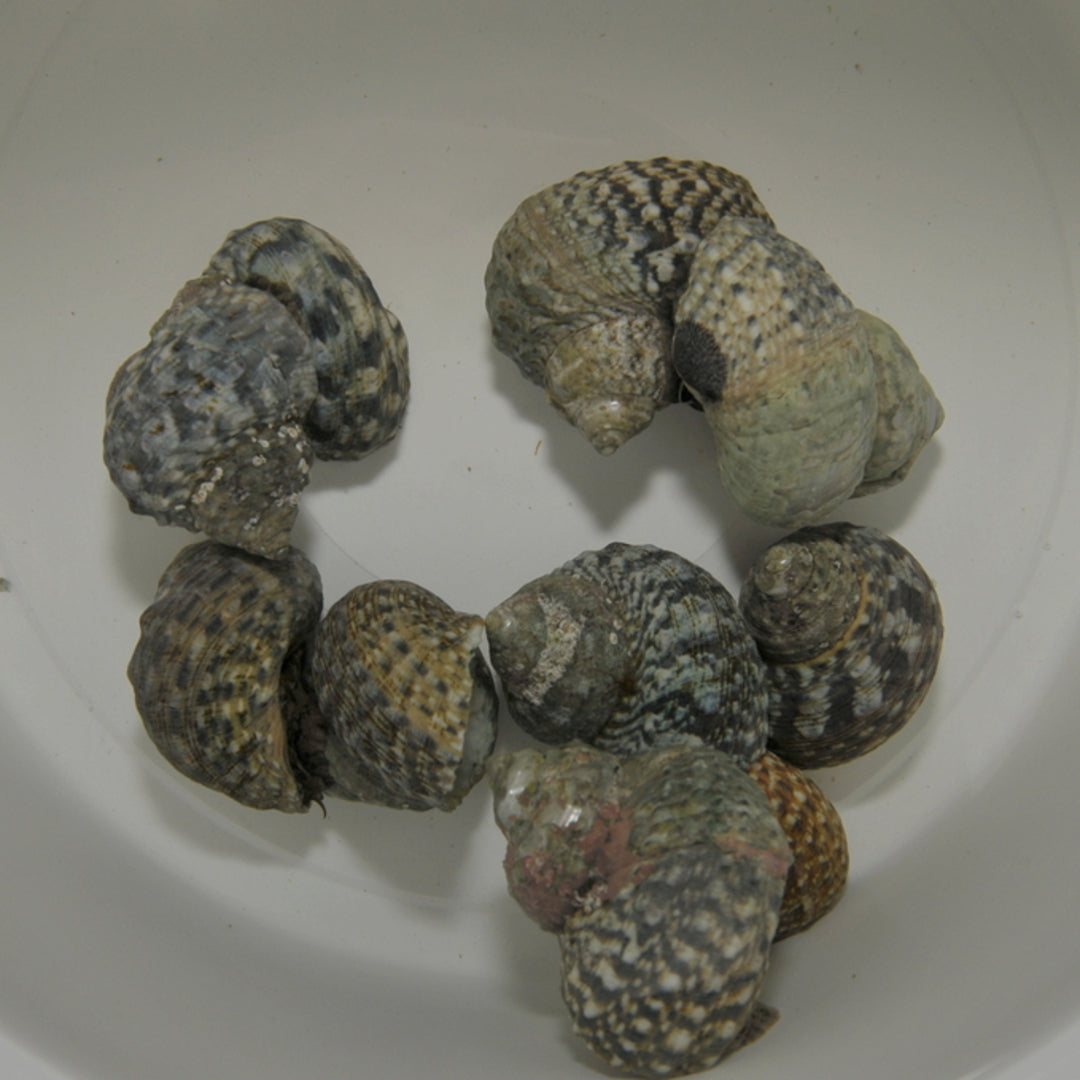 Turbo brunneus - Turbo Schnecke