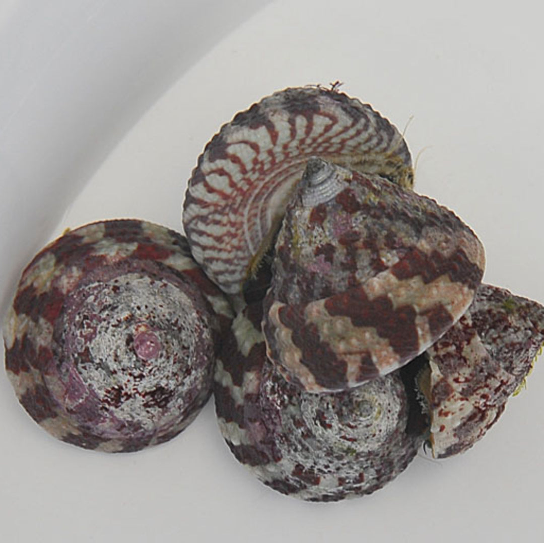Trochus radiatus