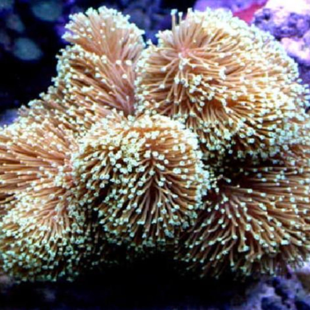 Pilzlederkoralle - Sarcophyton ehrenbergi