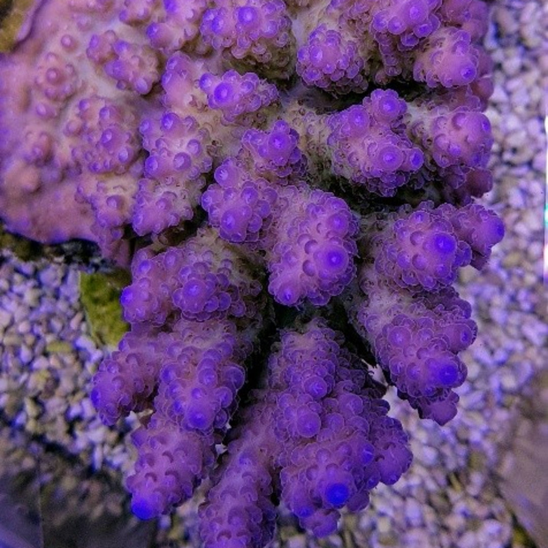Acropora anthoceris