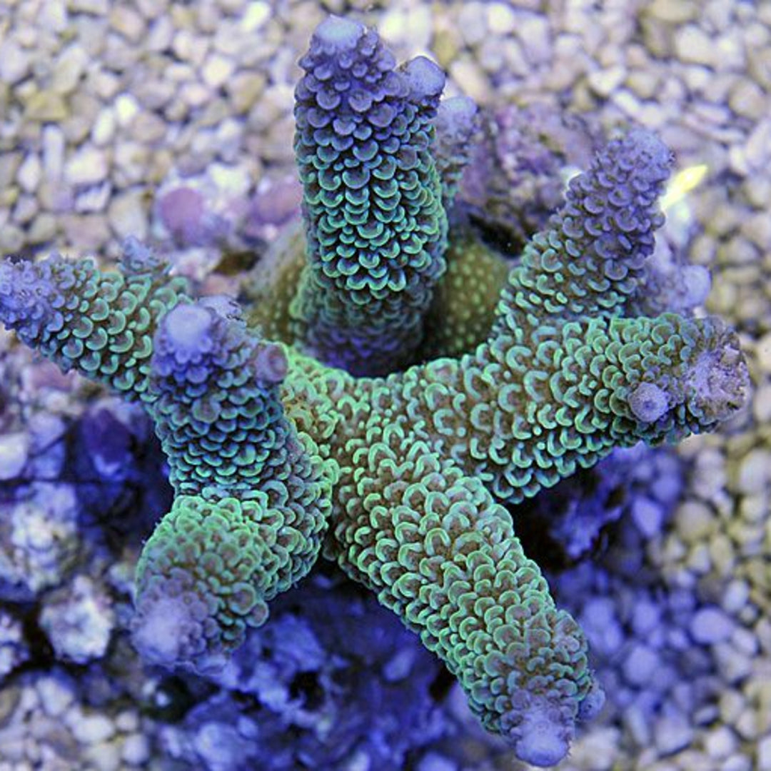 Acropora aspera