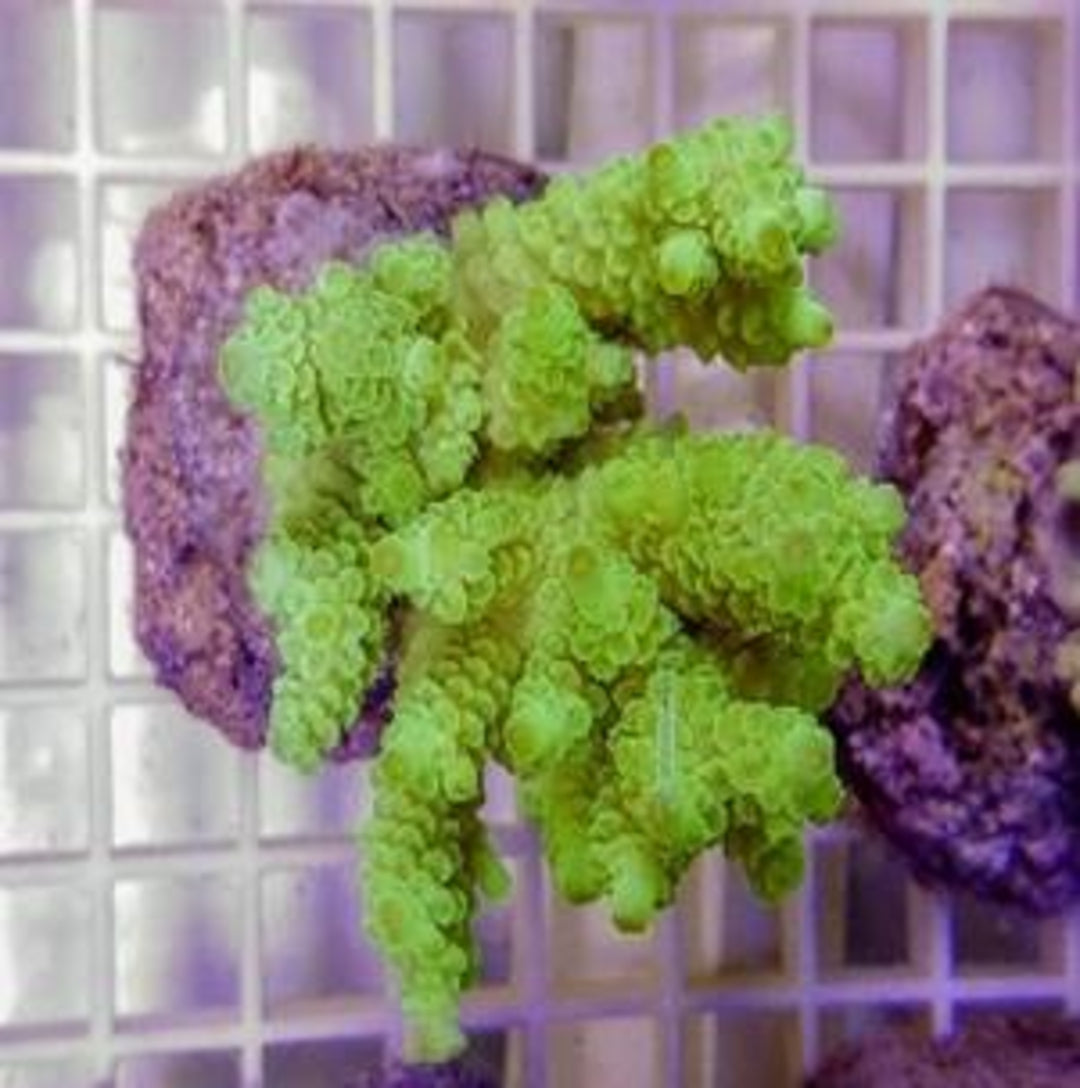 Acropora Tenuis Grün