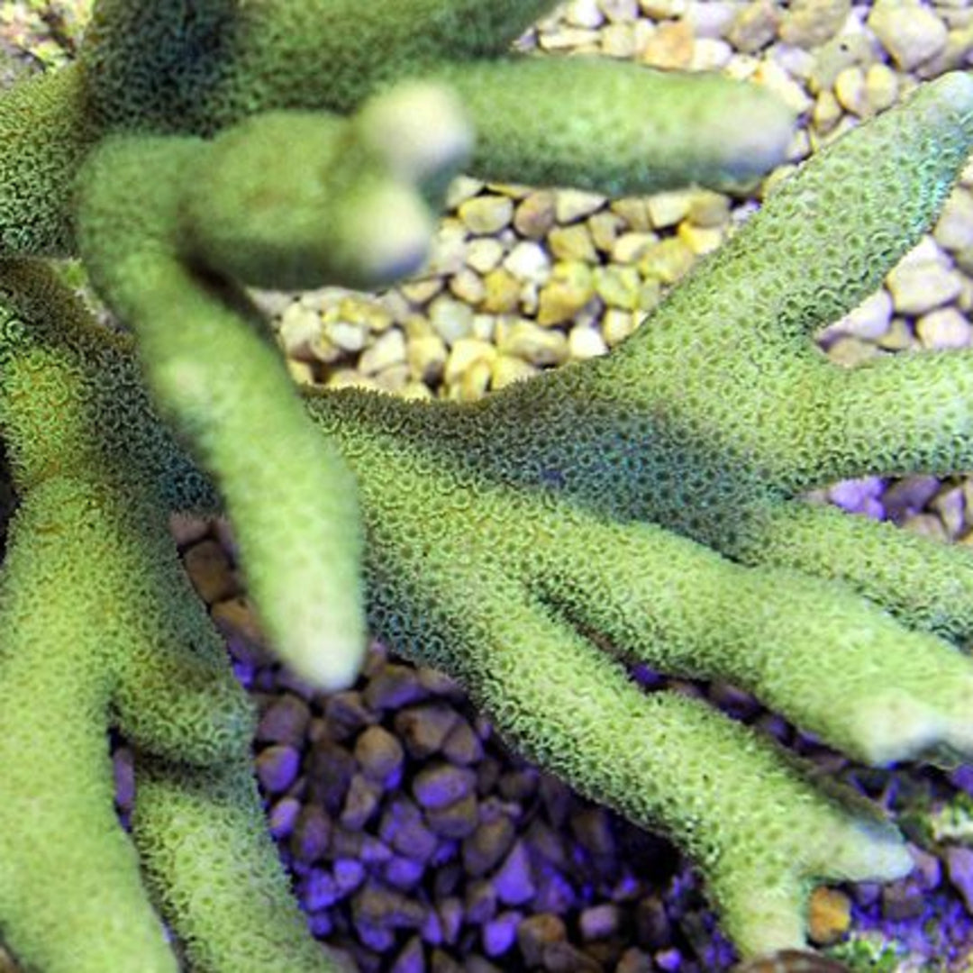 Montipora digitata grün