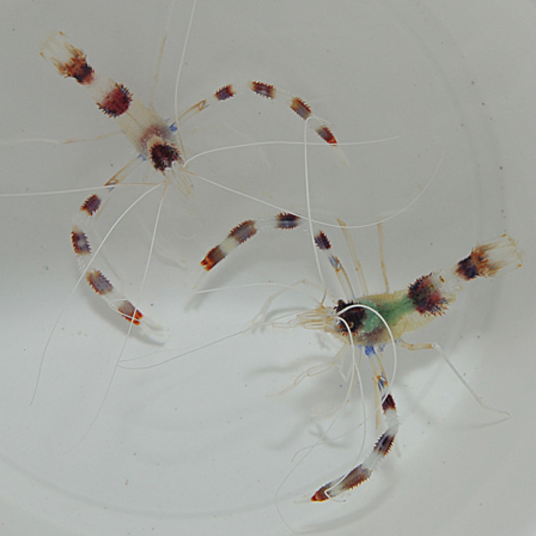 Stenopus hispidus - Scherengarnele