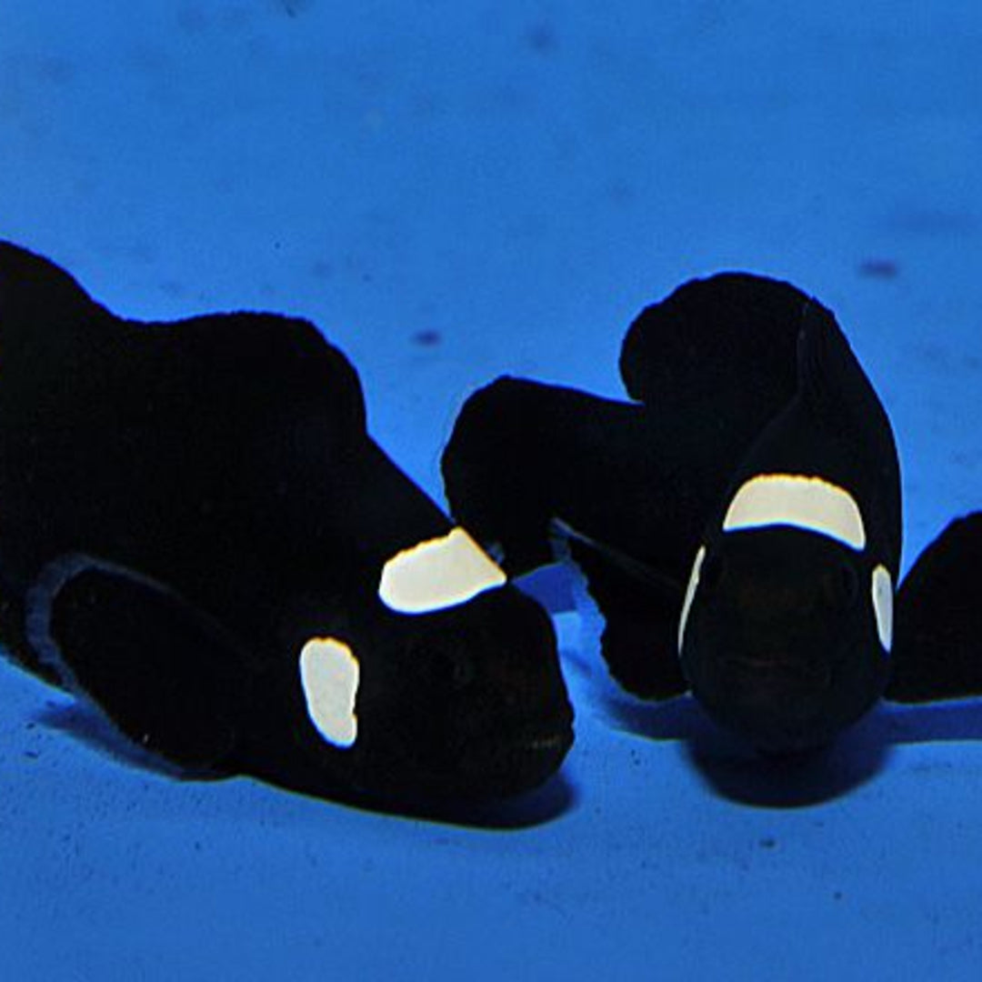 Amphiprion ocellaris domino - Clownfisch Pärchen