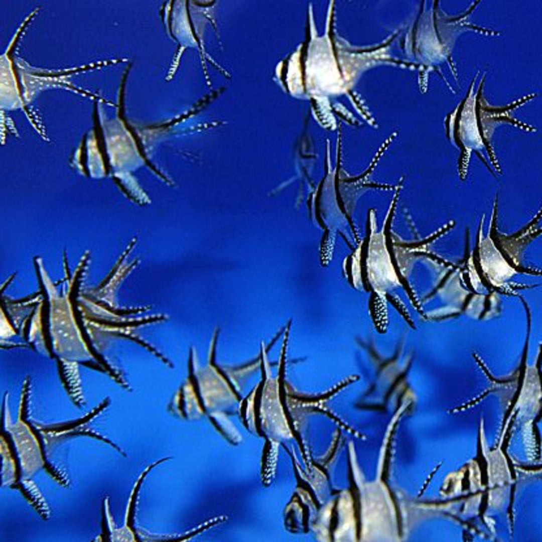 Kardinalbarsch - Pterapogon kauderni