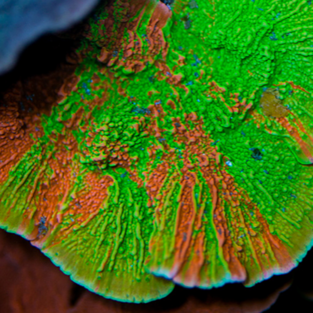 Montipora foliosa grafted