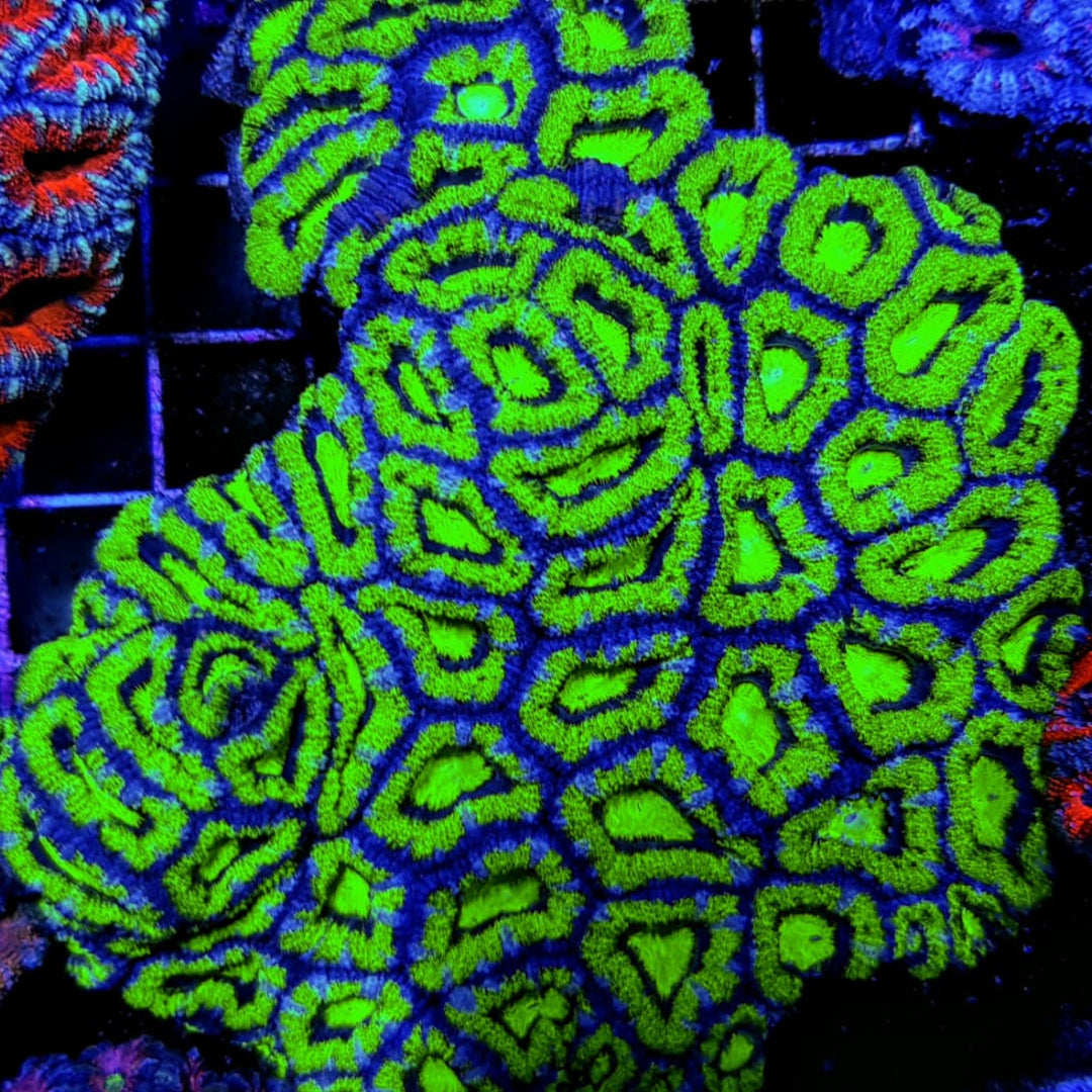 Acanthastrea Lordhowensis Grün - Premium
