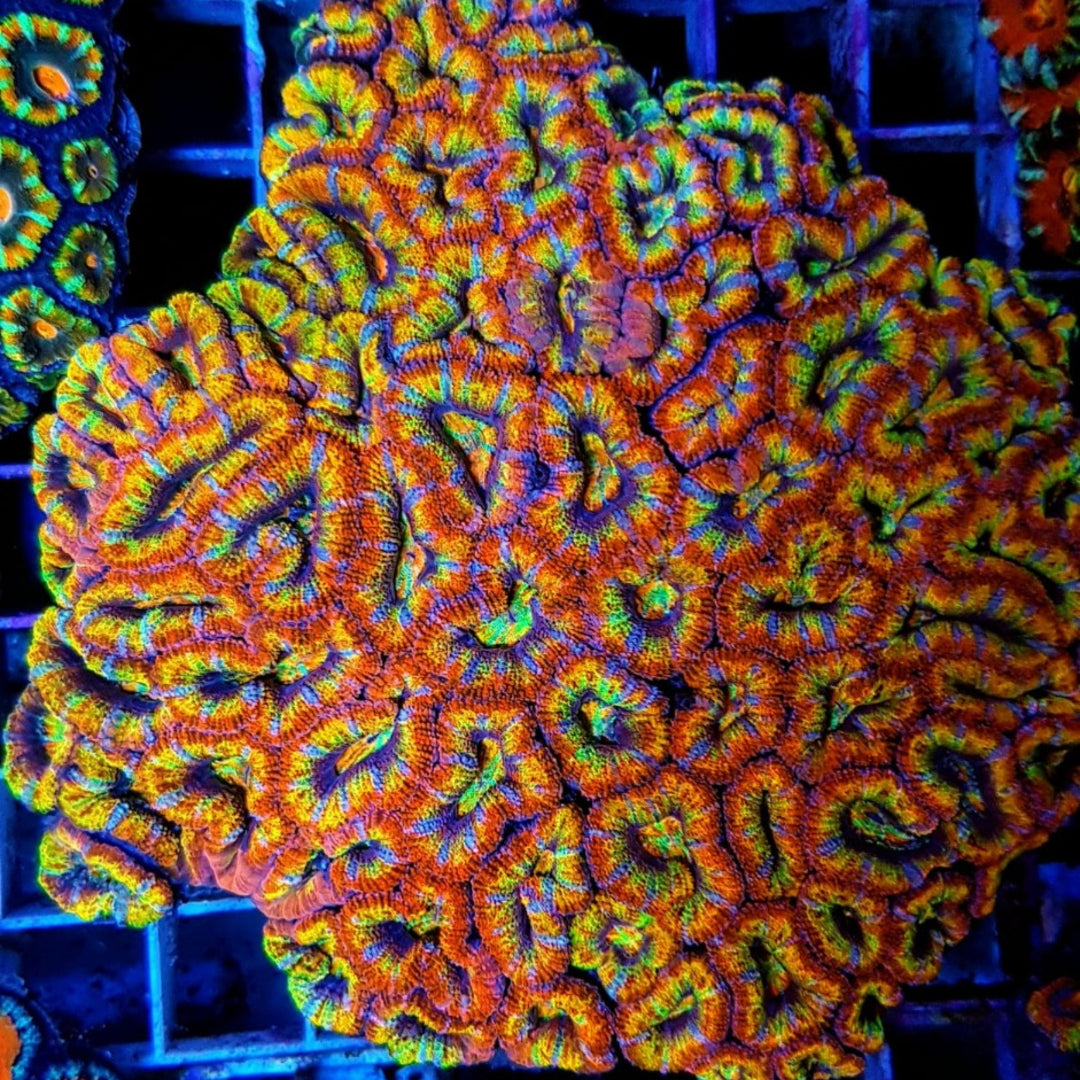 Acanthastrea lordhowensis ULTRA Rainbow