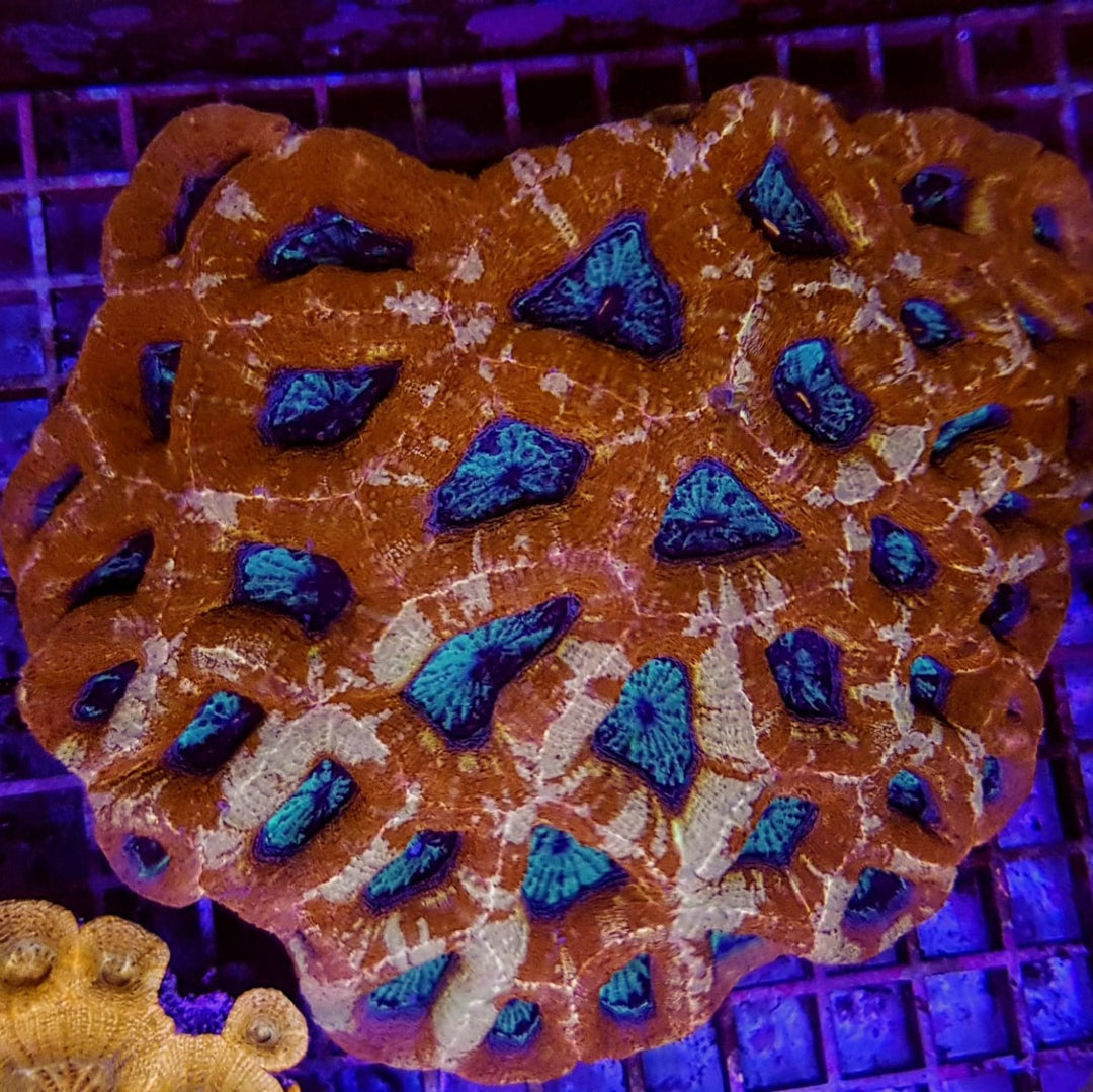 Acanthastrea bowerbanki