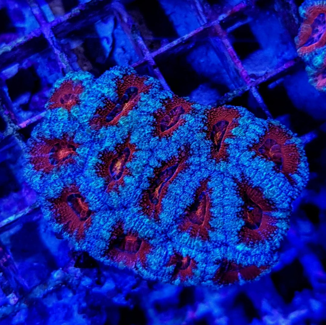Acanthastrea Lordhowensis rot/blau