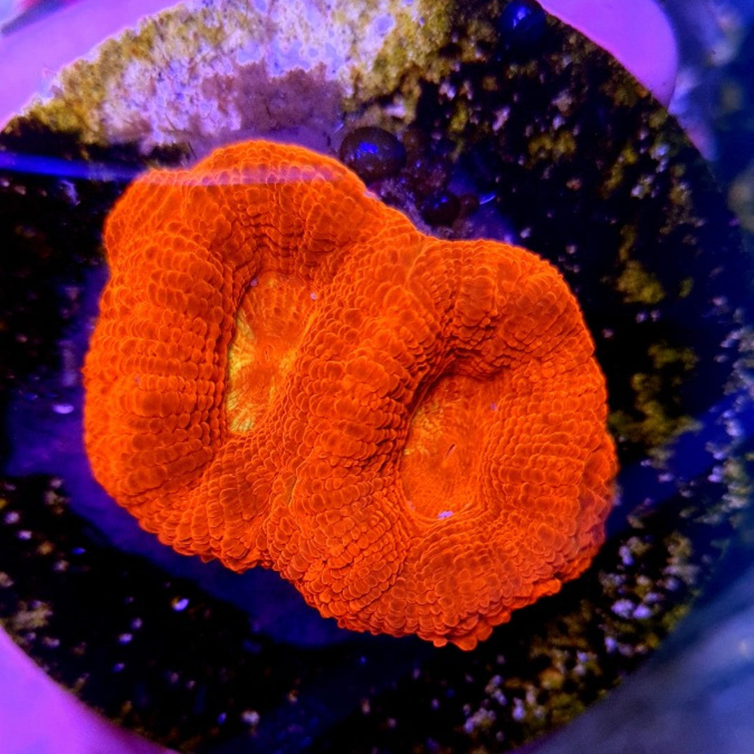 Acanthastrea bowerbanki Ultra