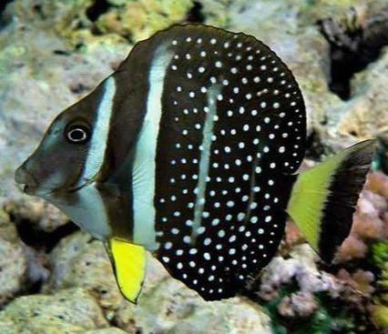 Acanthurus guttatus - Brandungs Doktor