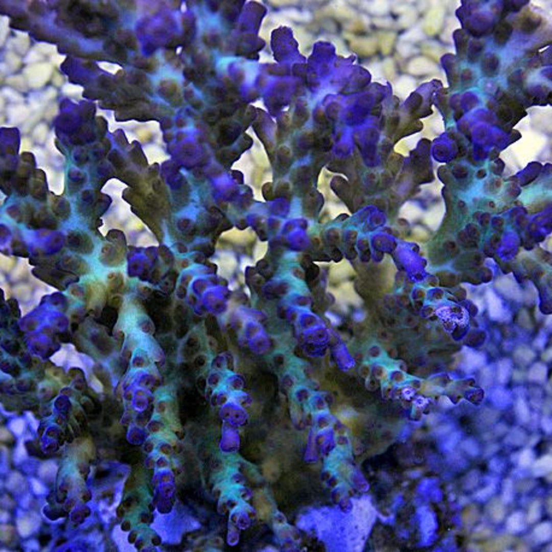 Acropora desalwi