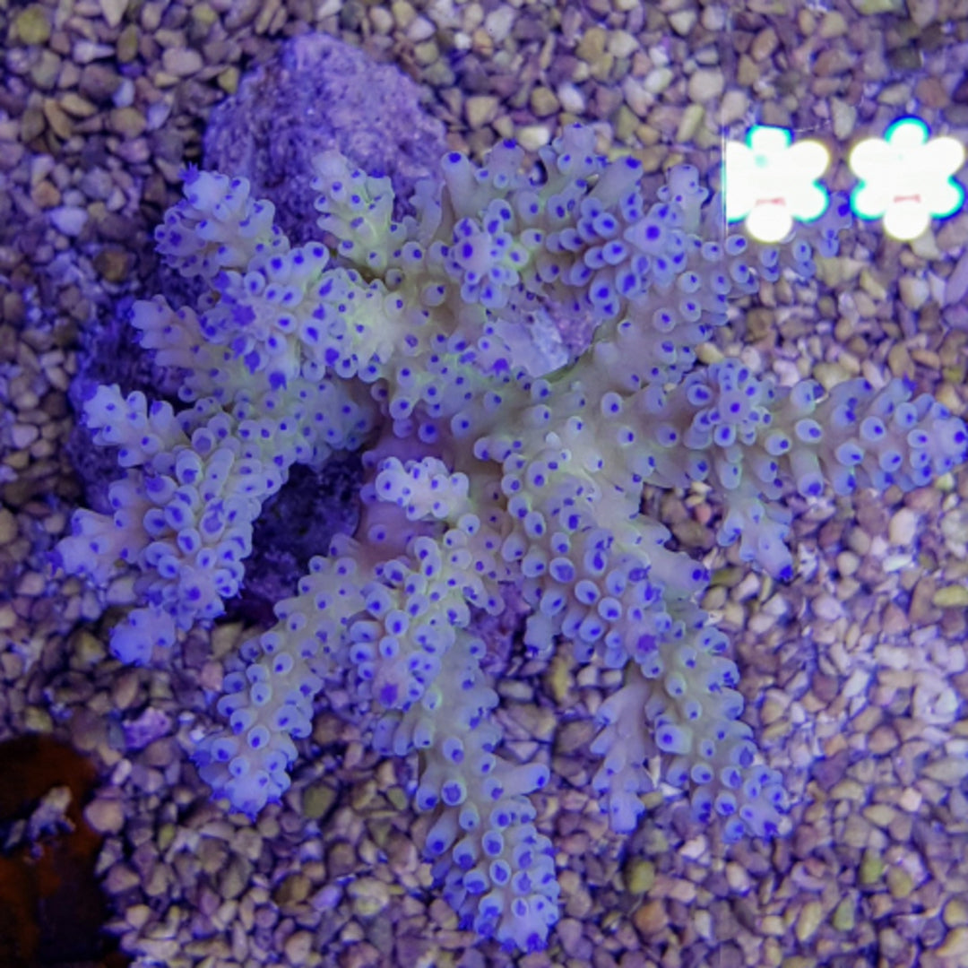 Acropora nasuta