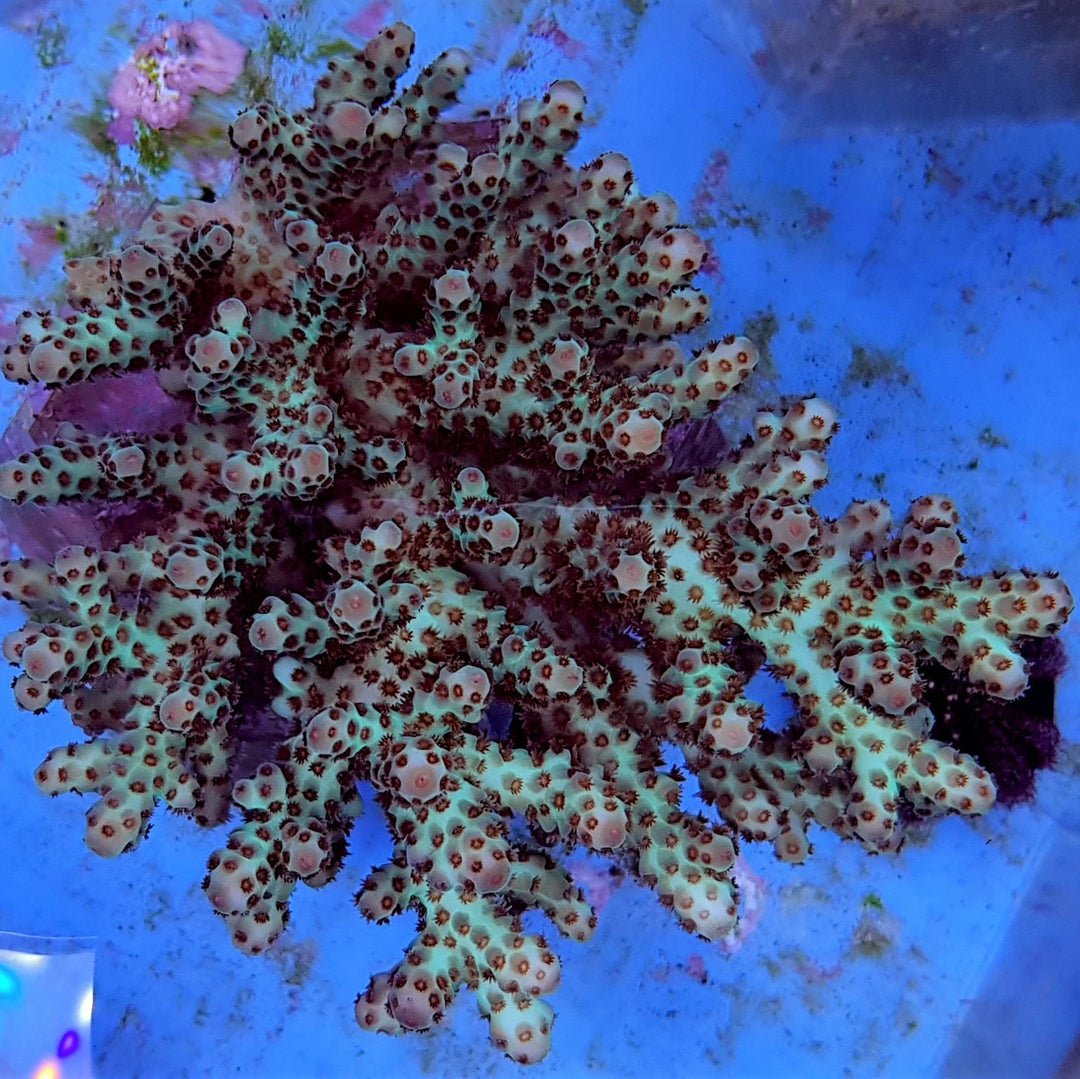 Acropora sarmentosa