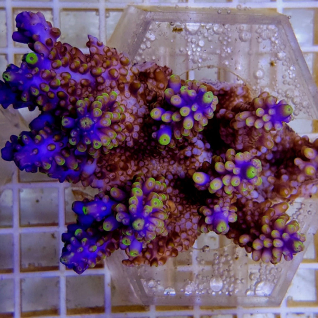 Acropora secale