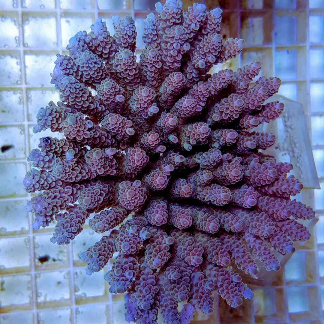 Acropora tenuis Rainbow