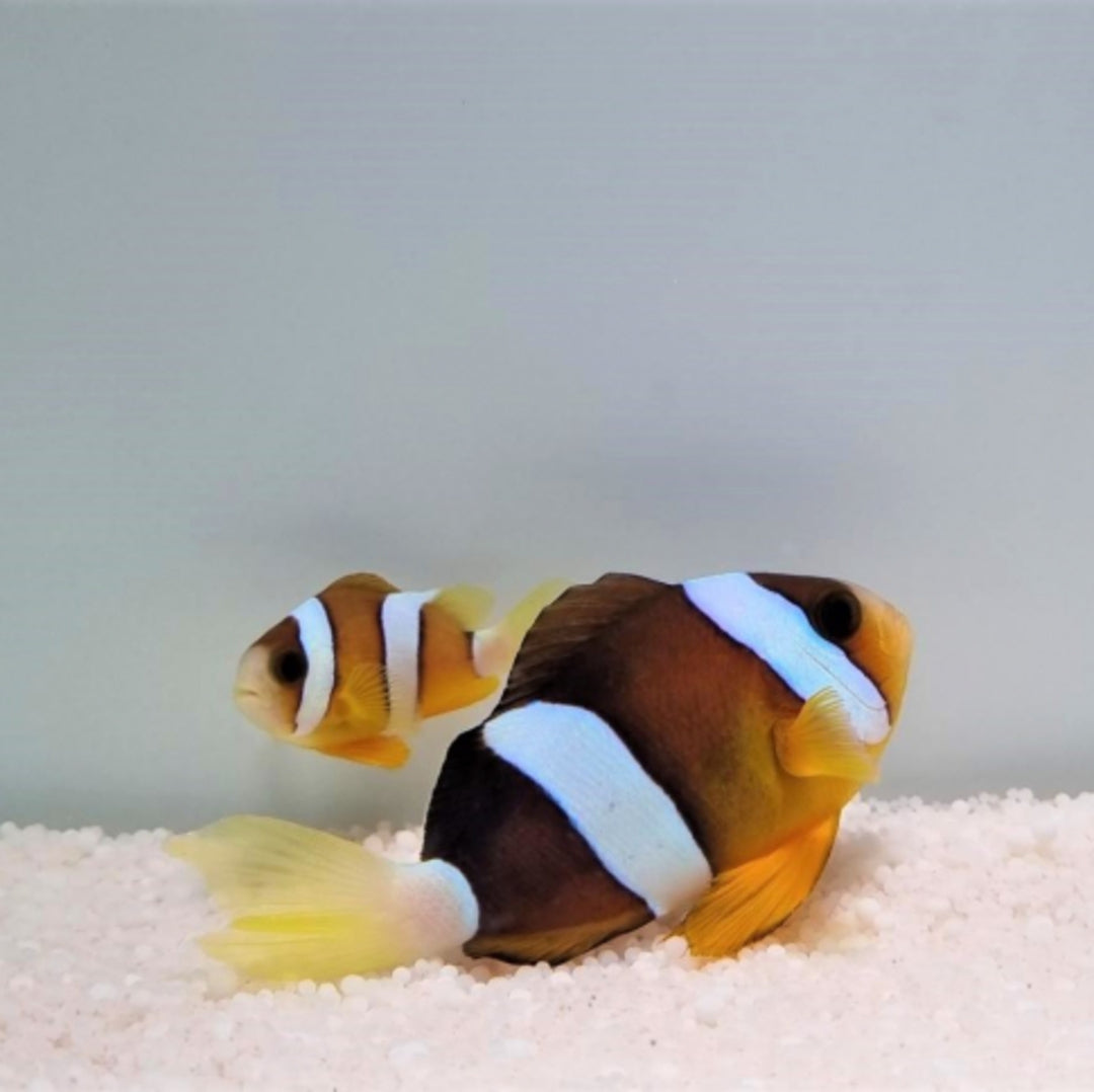 Amphiprion clarkii - Clarks Anemonenfisch - PÄRCHEN