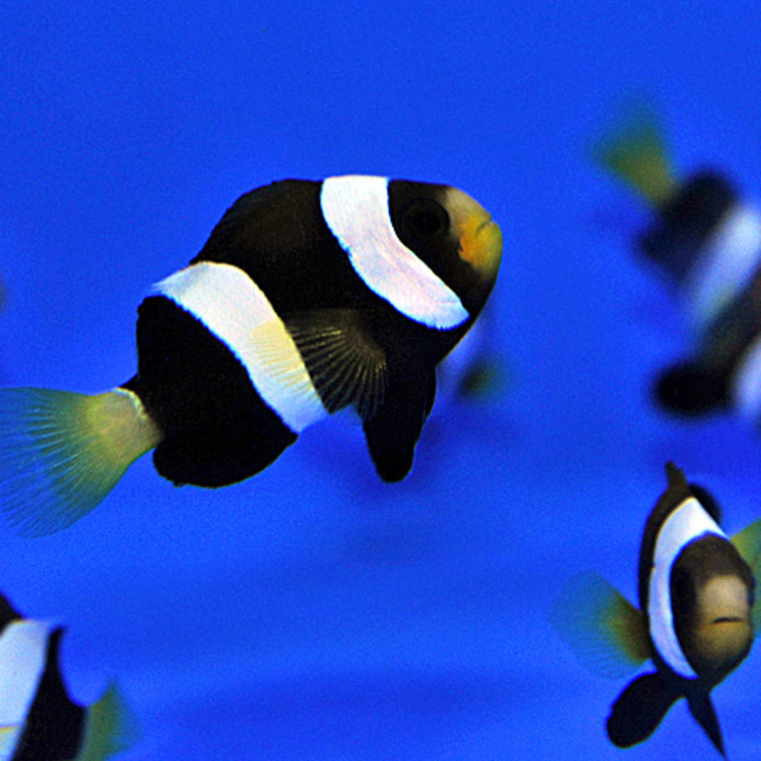 Amphiprion clarkii Indian - Clarks Anemonenfisch