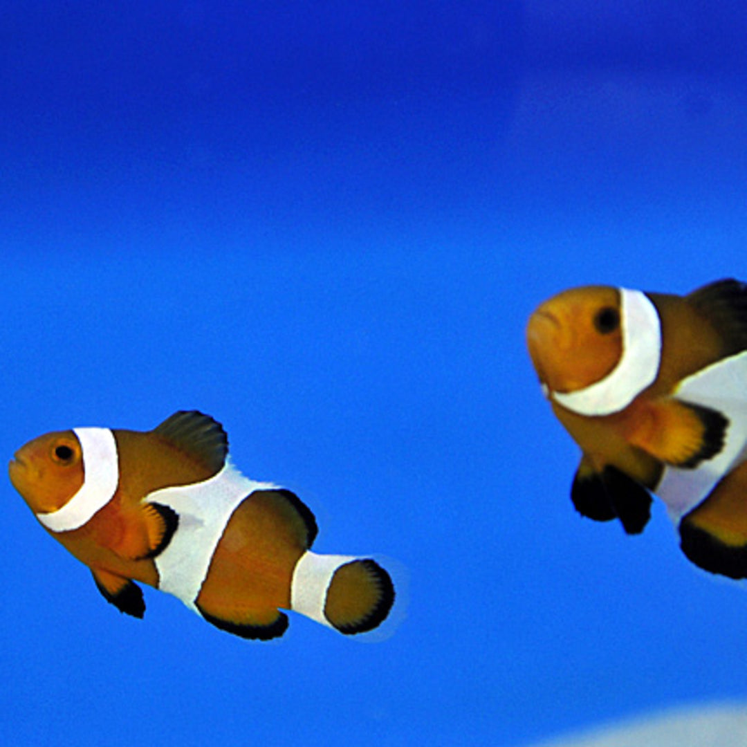 Amphiprion ocellaris - Clownfisch PÄRCHEN