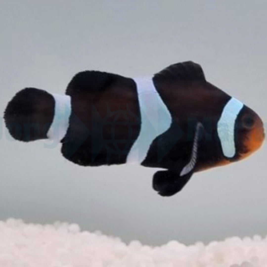 Amphiprion ocellaris - Black Darwin Anemonenfisch