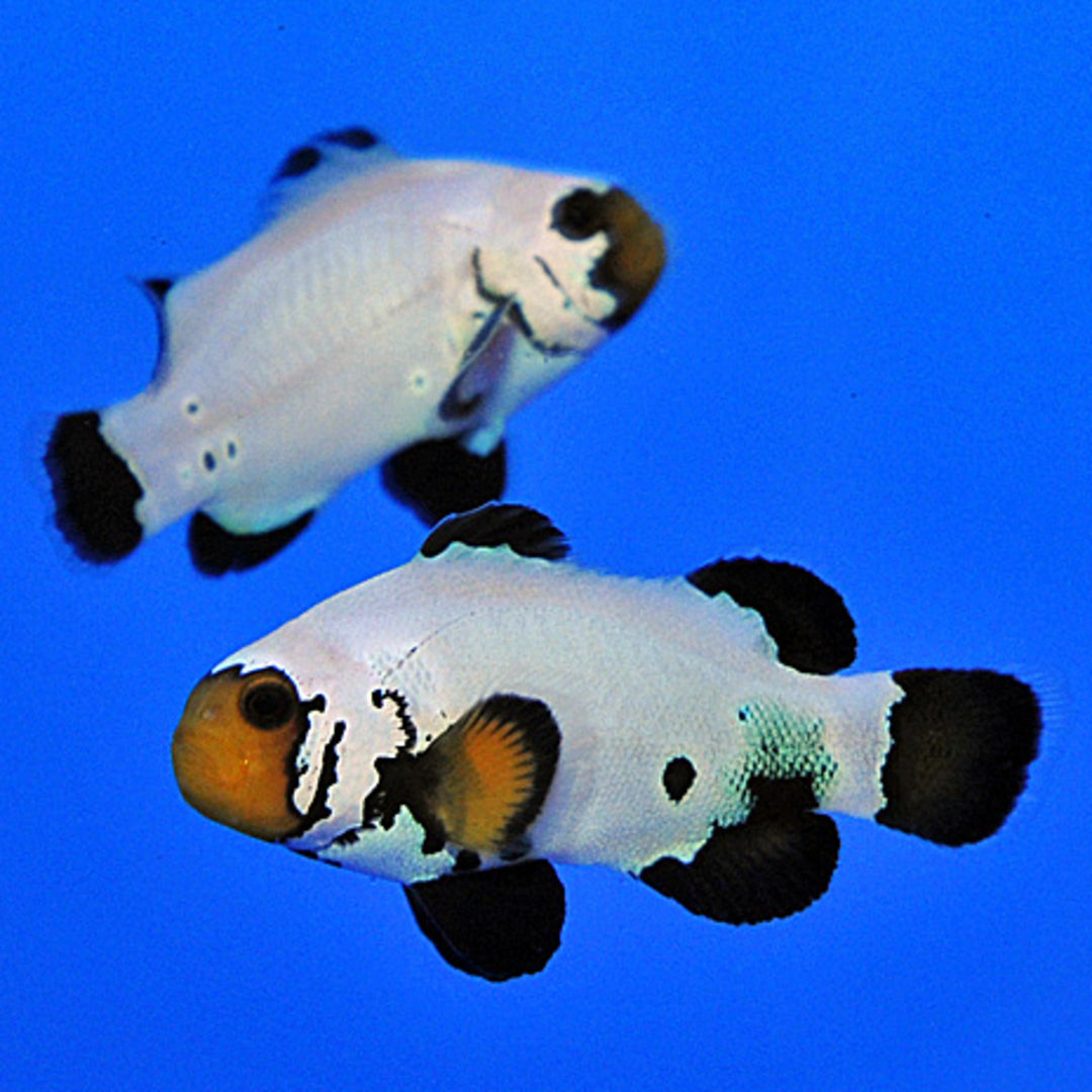 Amphiprion ocellaris frostbite chilled - Clownfisch Pärchen
