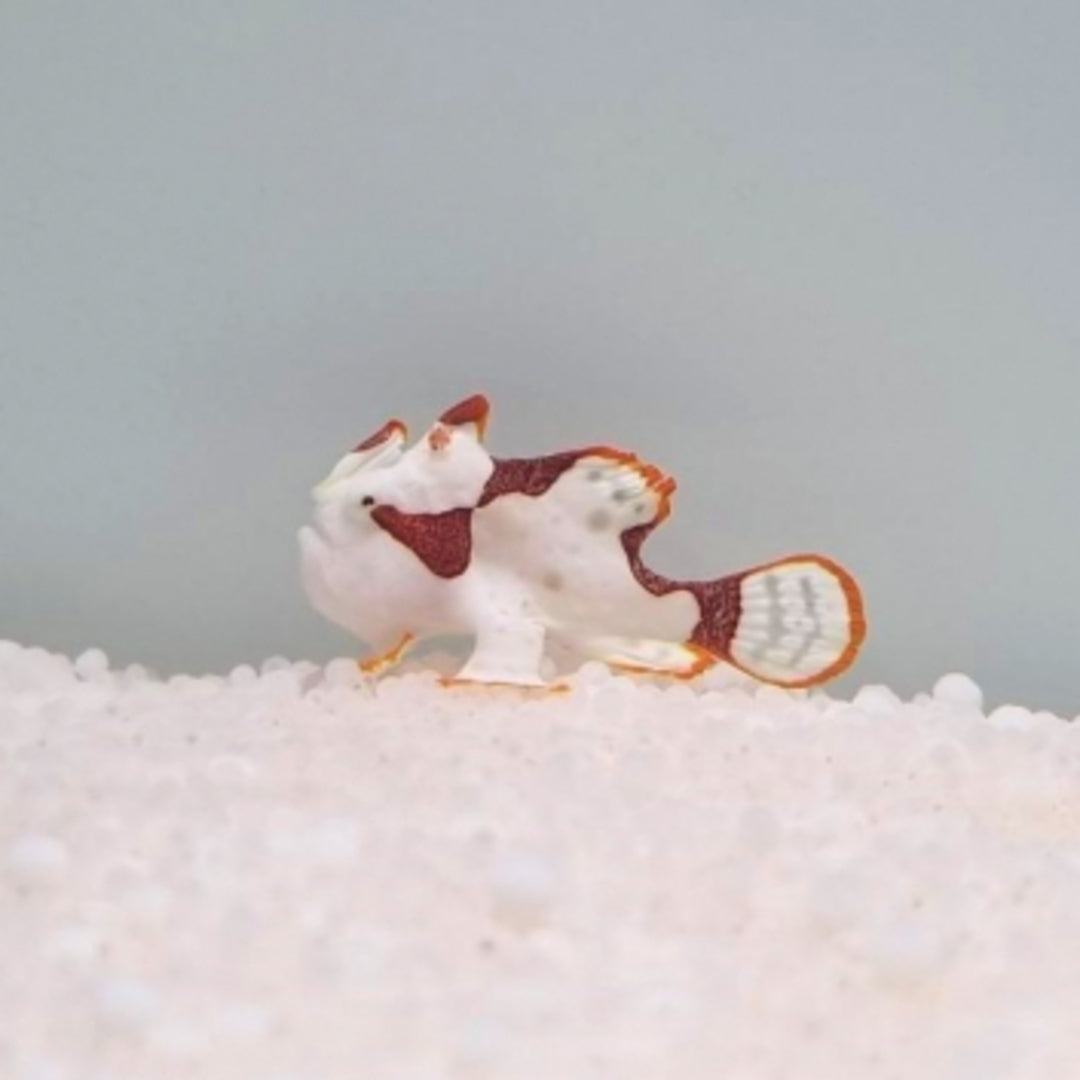 Antennarius maculatus - Anglerfisch