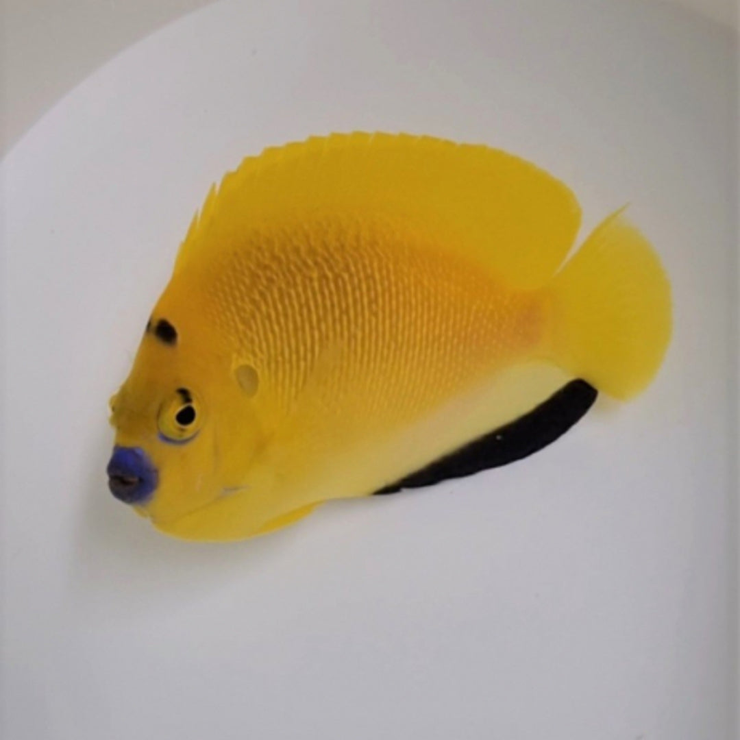 Apolemichthys trimaculatus - Dreipunkt Kaiserfisch