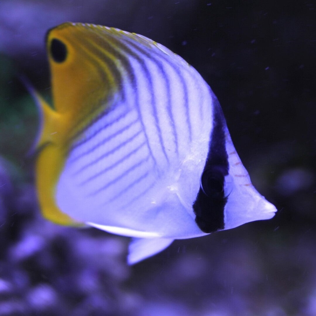 Fähnchen Falterfisch - Chaetodon auriga