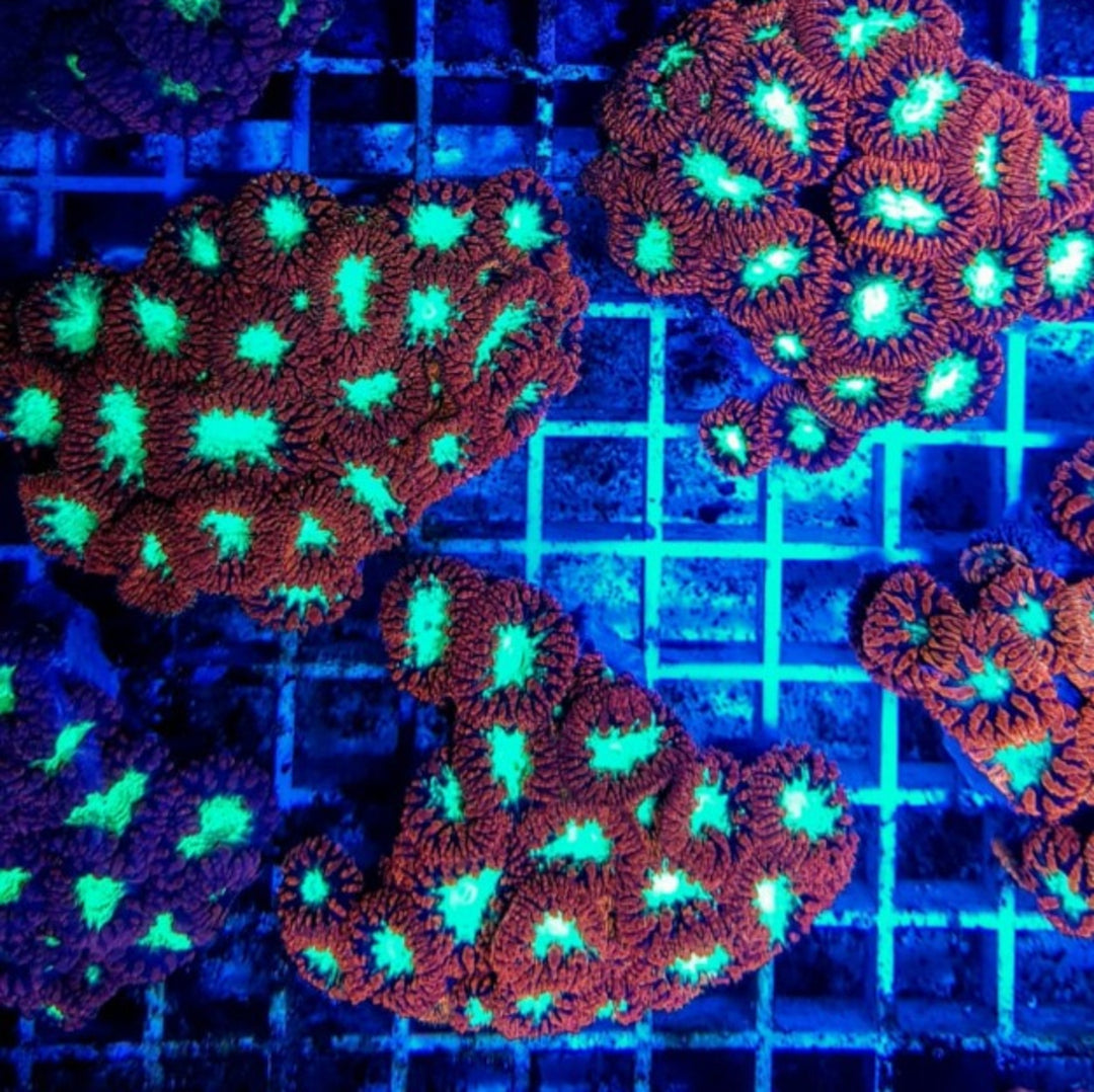 Blastomussa Wellsi II Premium Rot