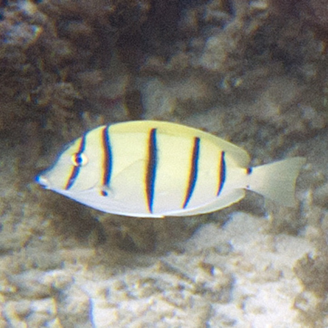 Acanthurus triostegus - Sträflings Doktorfisch